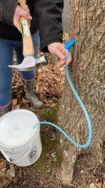 article image - Mingo Maple 1